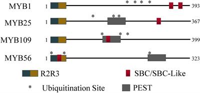 Characterization of Arabidopsis thaliana R2R3 S23 MYB Transcription Factors as Novel Targets of the Ubiquitin Proteasome-Pathway and Regulators of Salt Stress and Abscisic Acid Response